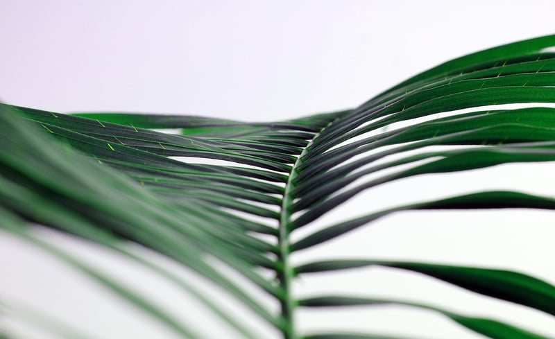Tropical Gardens